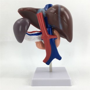 解剖模型 胰 肝 脾 肝胰和十二指肠解剖模M型人体模型人体内脏模