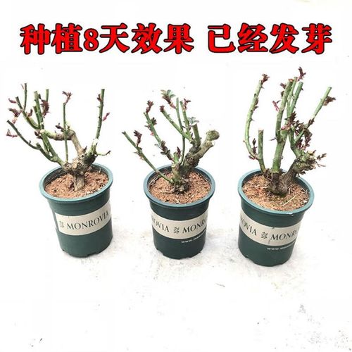 玫瑰花苗老桩月季特大植物室内外盆栽阳台四季开花卉不断好养易活