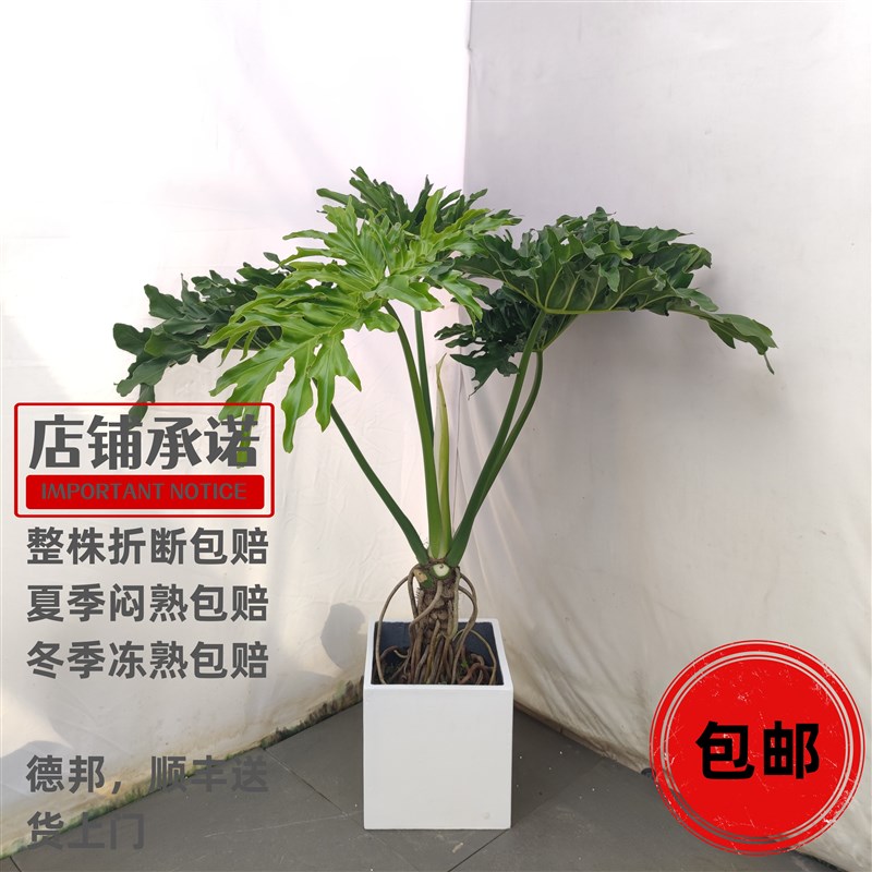 龙鳞春羽盆栽老桩春羽丛生春雨赤贫风网红绿植T大型室内绿植盆