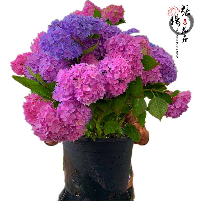 高档花卉绣球花苗盆栽无尽夏阳台庭院别墅花园植物多年生四季耐寒