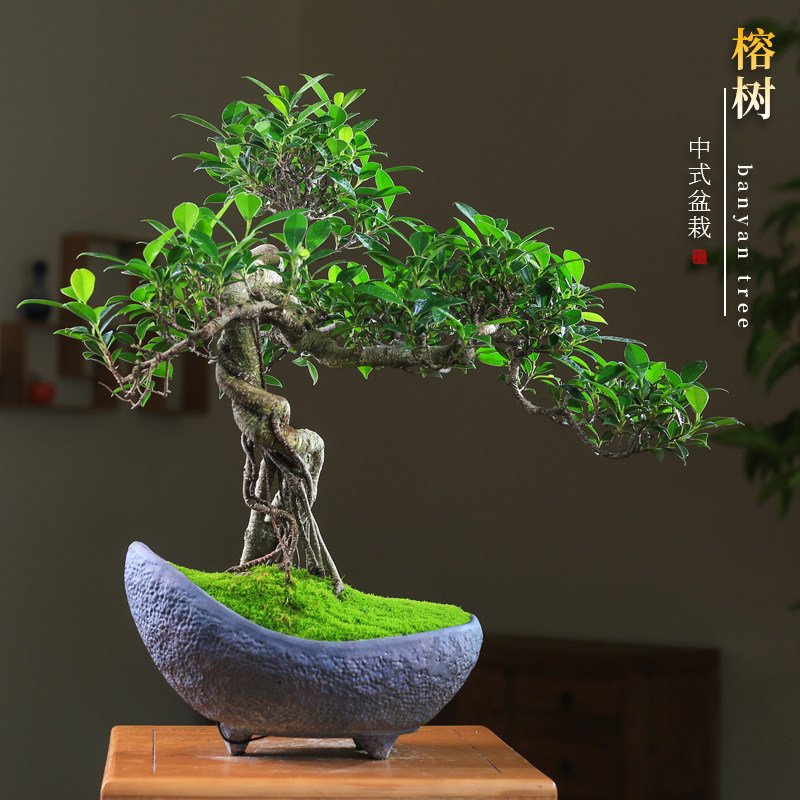 榕树一物一拍盆景老桩提根造型盆栽庭院阳台植物礼品绿植观叶好养