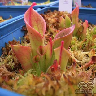 活水苔 食虫草专用新鲜水苔泥炭藓 捕蝇草铺面 保湿美观 微景观