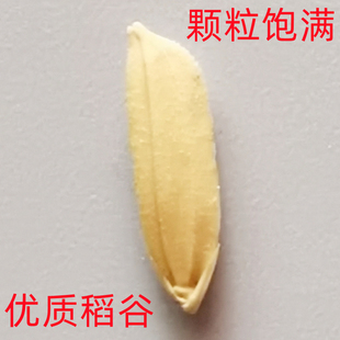 江汉平原优质水稻带壳稻谷喂鸡喂鸟2022年新谷子