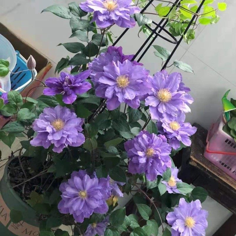 薇安早花耐热铁线莲盆栽爬藤植物小中大苗耐热大花藤本花卉