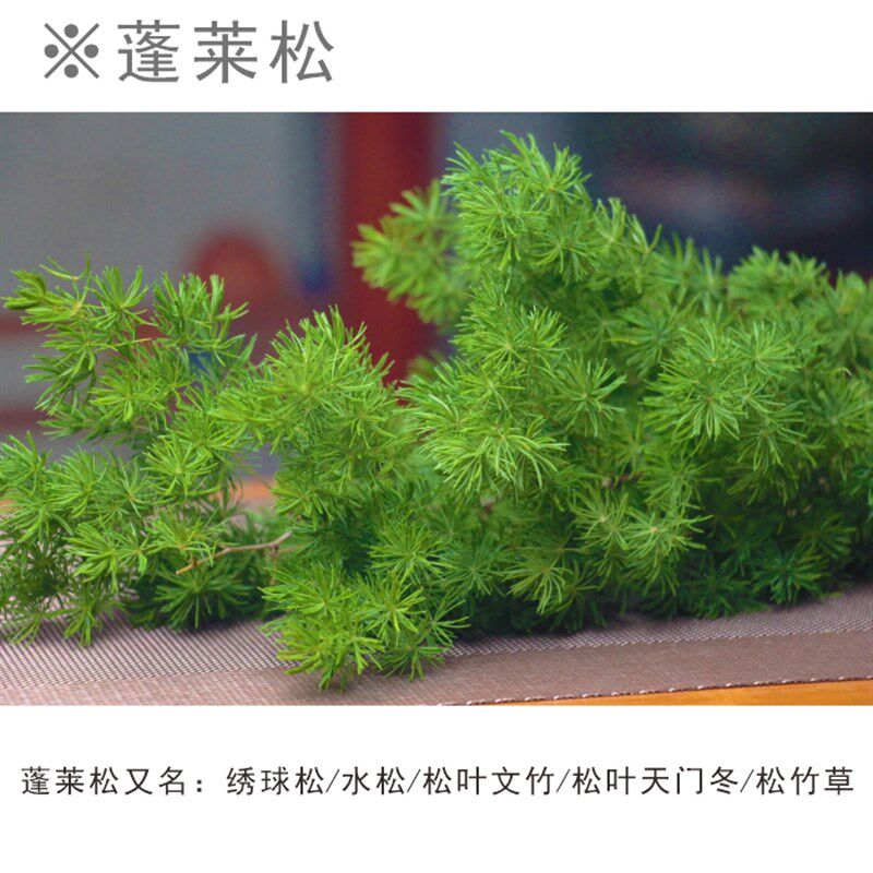 新鲜蓬绣松针松叶天门冬松树叶莱球松西餐厅酒店摆盘装饰花草15枝