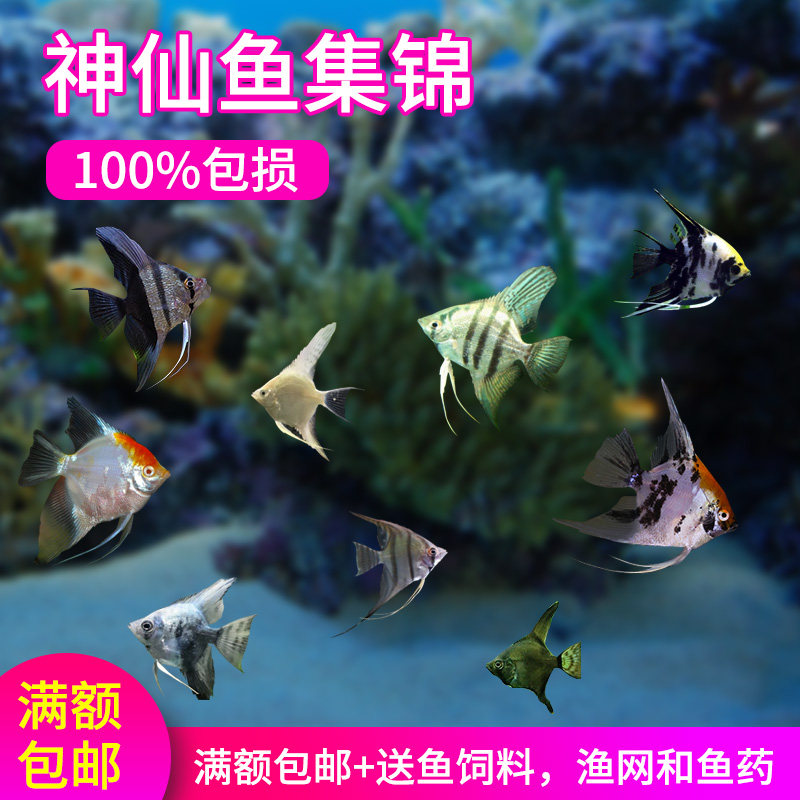 新品神仙鱼燕鱼i秘鲁七彩神仙群游热带观赏鱼小型鱼苗活体淡水墨