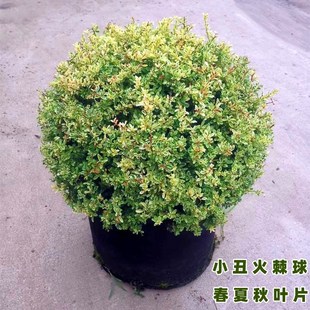 小丑火棘球火棘塔柴耐寒变色高档精品落地球花园设计搭配花镜植物