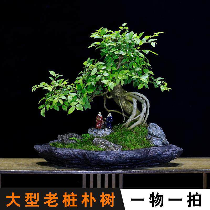 朴树盆景公型老树桩植物室内玄关假山石摆件客厅u办盆室绿植造栽