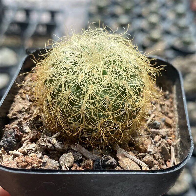 金刺圣丽丝仙人球自根稀有品种精品软毛不扎手开花仙人掌多肉植物