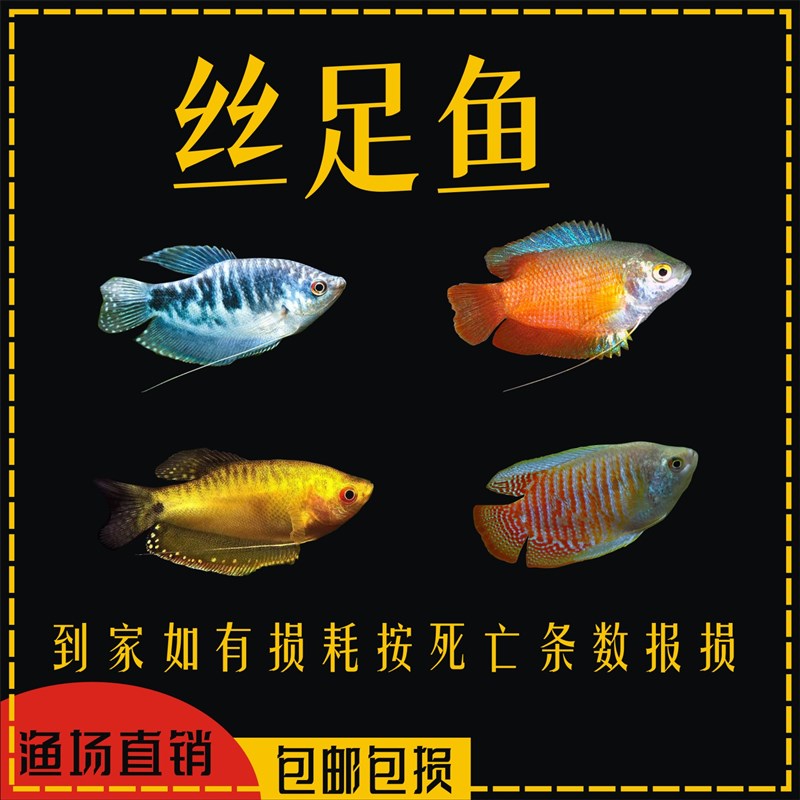 速发蓝黄曼龙鱼热带鱼好养不用打氧新手观赏鱼血丽丽鱼淡水小型鱼