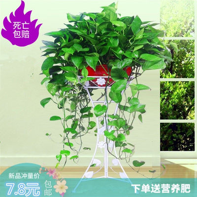 速发Big money plant long vine flowers hanging potted plants