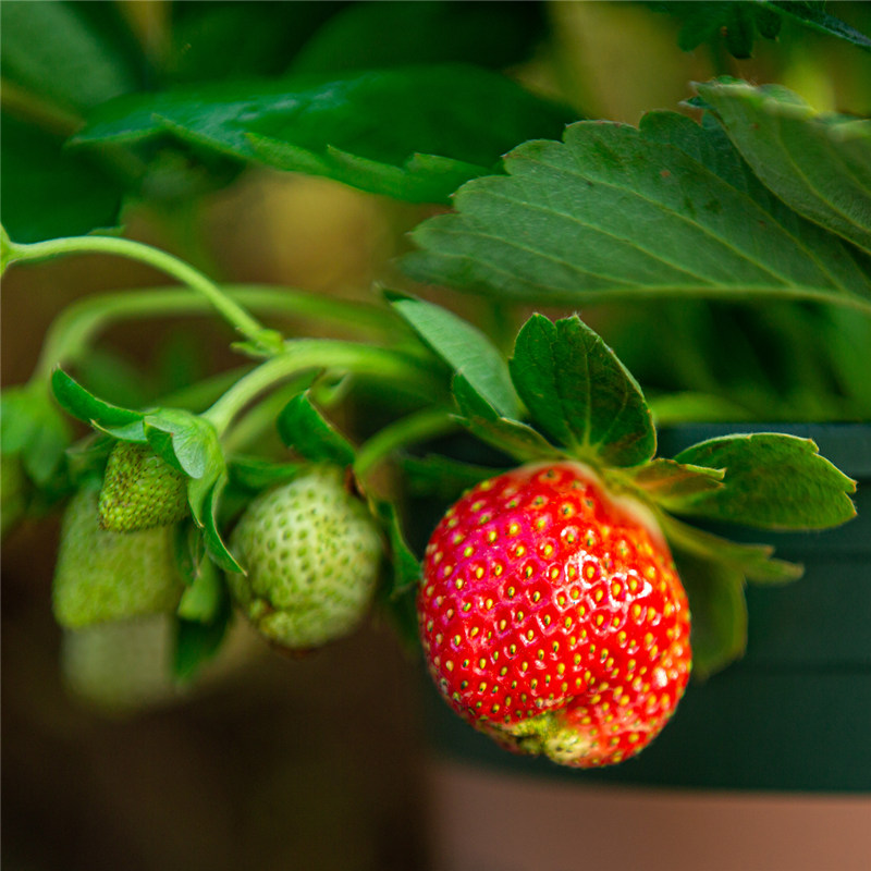 工厂销草莓d盆栽带果可食用室外室内阳台四季好养水果苗果树植物