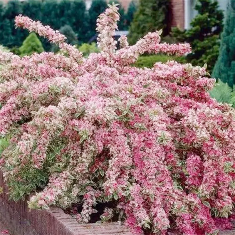 路兮小农民花叶锦带粉桃子锦带观叶花苗多年生花灌木花卉盆栽花园