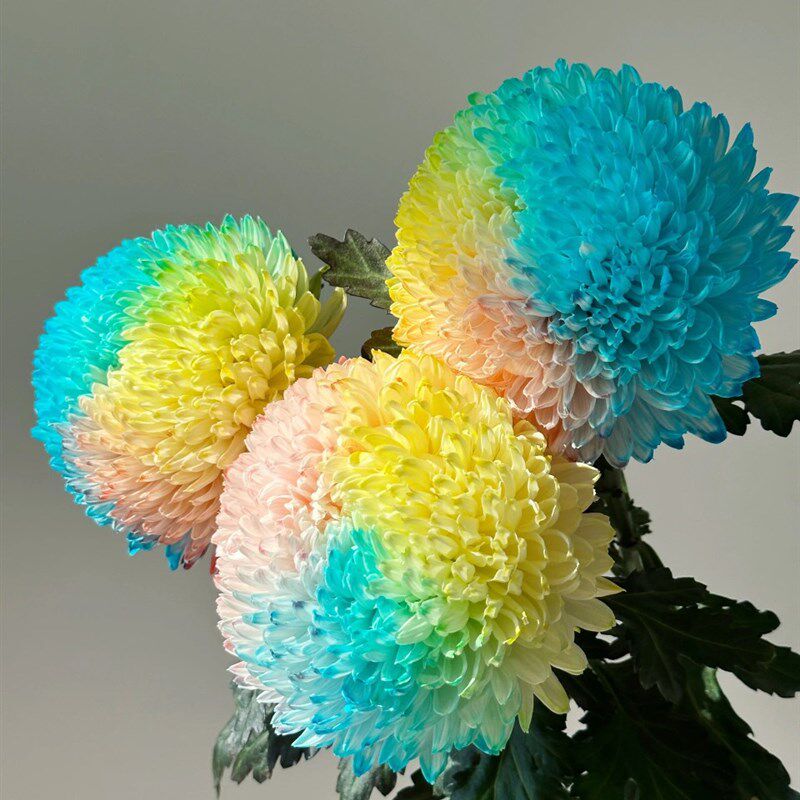 七彩牡丹菊e鲜花彩色牡丹花超长待机家用水培切花吸色蓝色黄色鲜