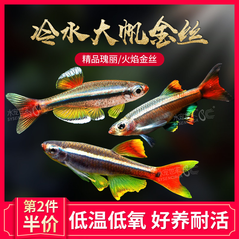 速发白云金丝鱼大帆瑰丽金丝火焰金丝新手观赏群游鱼红尾灯科鱼冷
