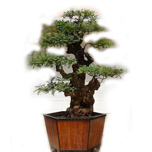 新品云南红芽清香木盆景紫油木香叶树老桩盆栽细叶楷木虎斑檀清香