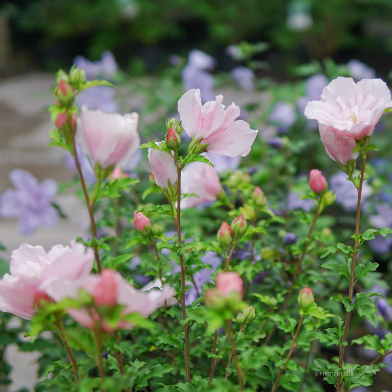 木槿盆栽庭院花园篱笆花灌木沙漠玫瑰夏季开花粉雪u纺紫裙耐热花