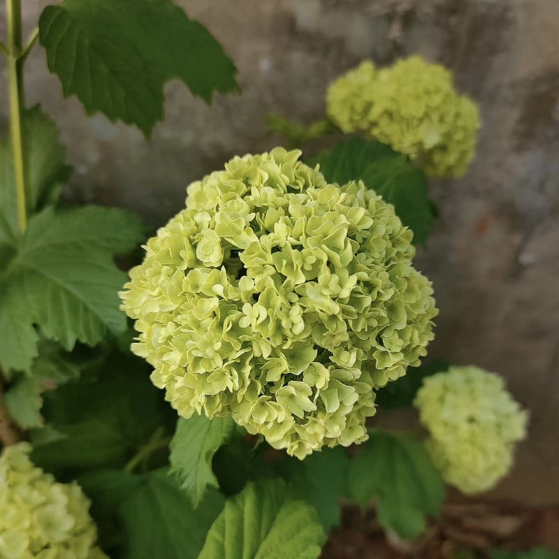 欧洲木绣球花苗玫瑰春天开花白色荚蒾庭n院花园植物树苗好养