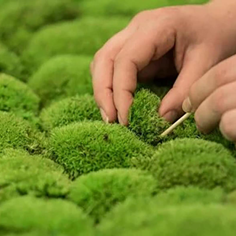 推荐永生苔藓白发藓真苔藓绿植墙干花背景墙植物墙苔藓墙moss苔源