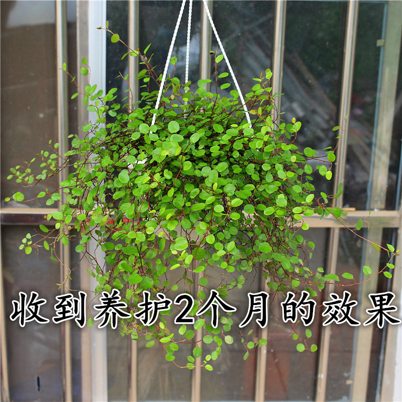千叶吊兰b盆栽花卉绿植花苗 喜阴观叶植物多年生垂吊绿植四季常青