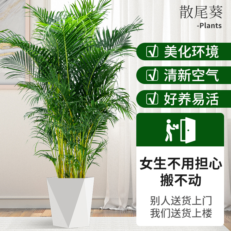 散尾葵绿植盆栽办落室内大型植物客厅公地大凤绿色号尾竹富贵椰子