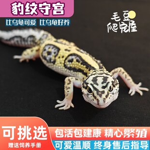 可挑选豹纹守宫活物小蜥蜴小火龙壁虎宠物入门级网红爬宠易养爬虫