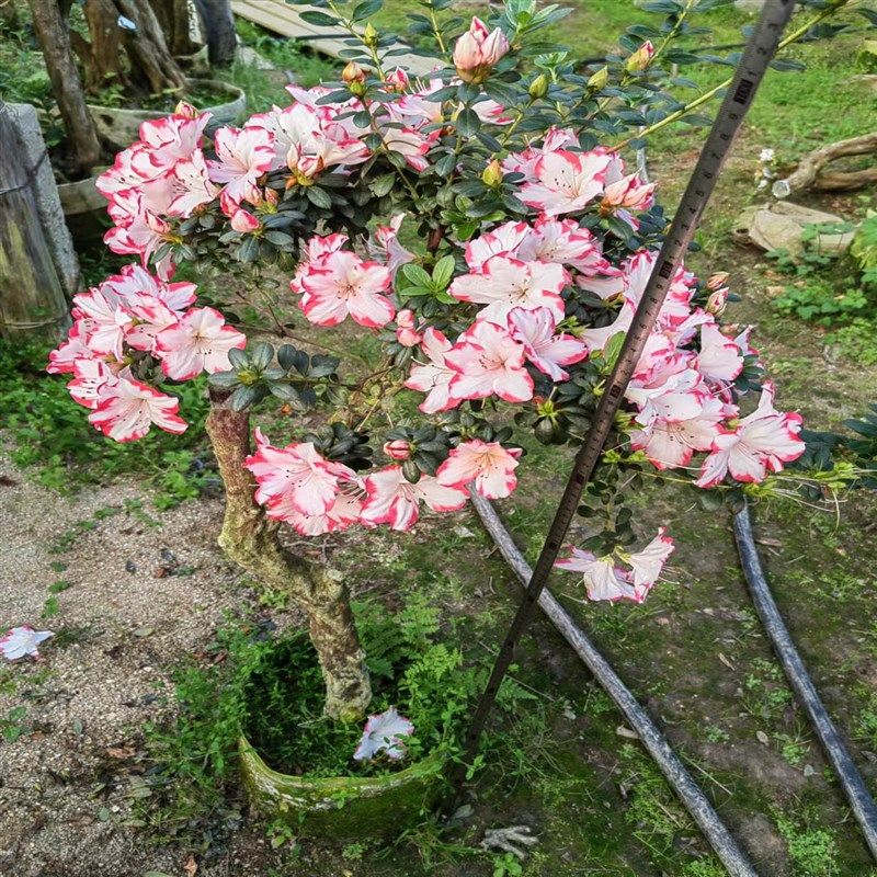 彩钻红唇百合杜鹃百合鹃之舞老桩嫁接皋月多色重瓣花型阳台室外庭