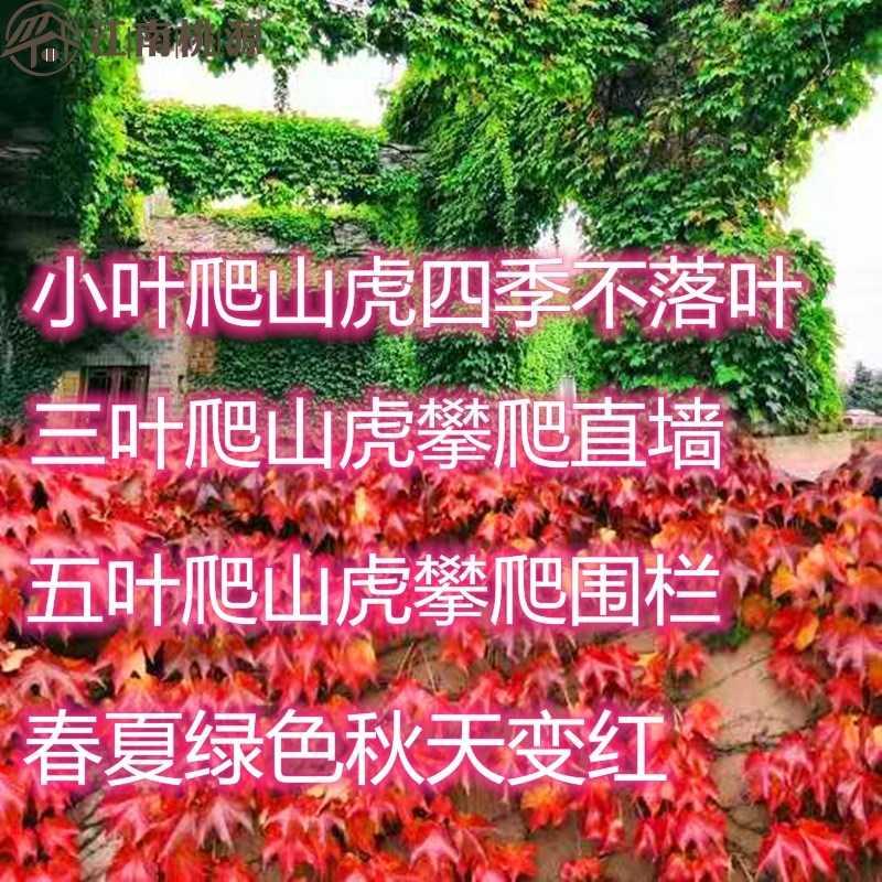 绿草3苗植物不落地锦藤蔓五叶落叶植墙绿植爬藤四季叶爬墙虎爬墙