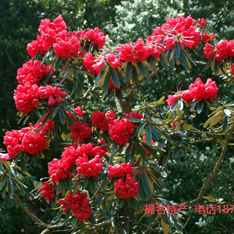 云南大红马缨花杜鹃花盆景 映山红红花杜鹃苗庭院花卉高山杜鹃