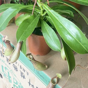 猪笼草盆栽植物花卉室内驱蚊草绿植阳台捕虫草食虫草吊兰好养活