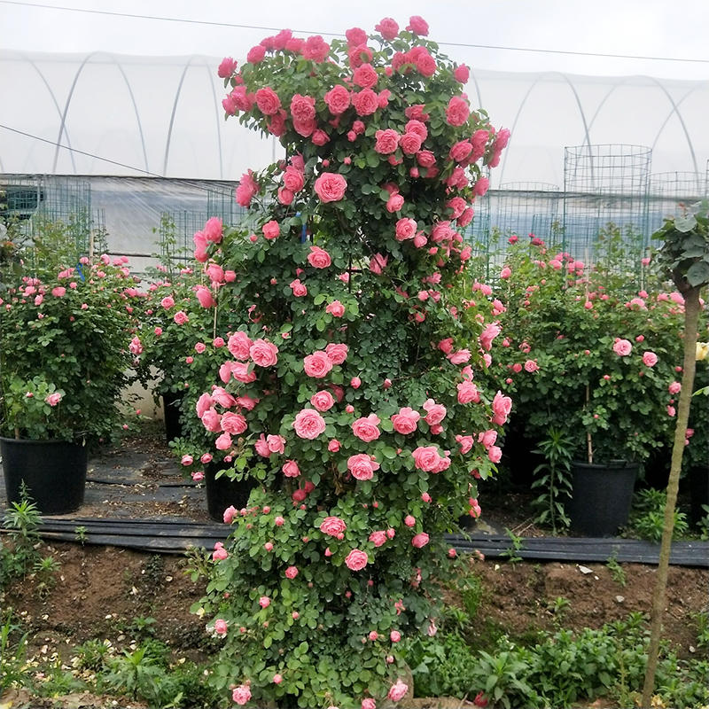 新品四季常开的花好养易活室外盆栽阳台种观赏庭院花卉植物耐晒好