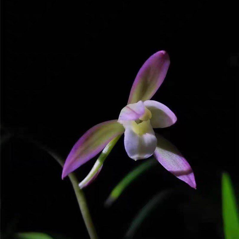 兰花苗建兰名品【荷塘月色】硬化一年半  白彩浓香花室.内花卉绿