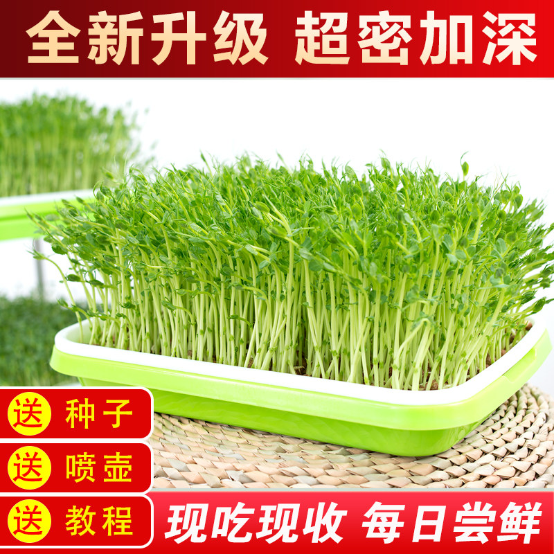 新品豆芽发芽盆水培蔬菜设备豌豆苗种g植架无土栽培托家用芽苗菜