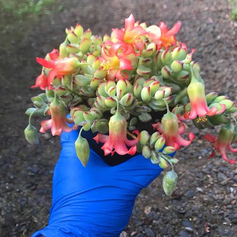 包邮多肉植物达摩福娘/四季开花超多花苞/室内绿植花卉盆栽吸甲醛