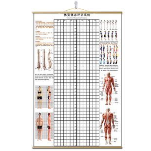 体态评估表挂式贴式体测健身房瑜伽馆私教身O高臂展网格身体对比
