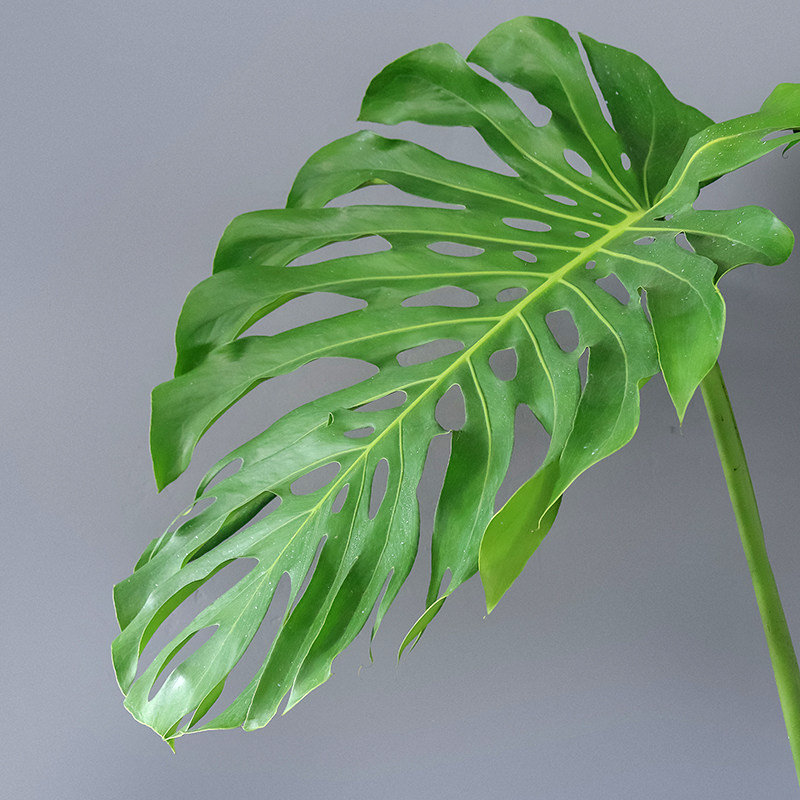 龟背竹大盆栽大叶开背植物室内客厅s老桩吸甲醛净化空气真绿植