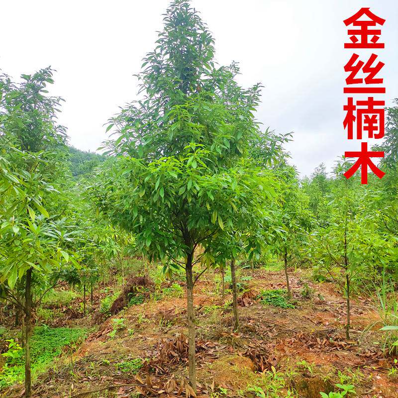 金丝楠木树苗正宗金丝楠木大x树闽楠庭院稀有名贵树苗小叶桢楠木