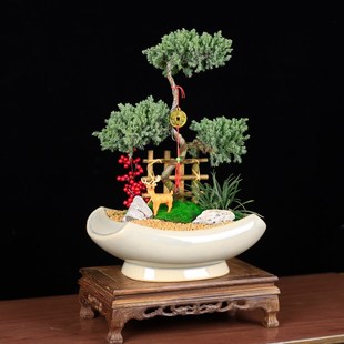 五层塔松盆栽真柏盆景植物造型迎客松真树老桩地柏室内客厅绿植