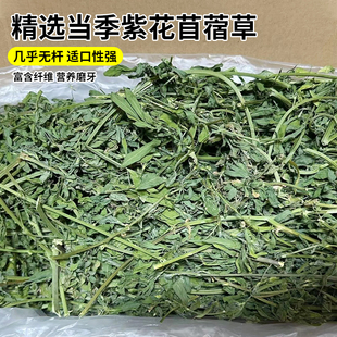 兔子龙猫荷兰猪苜蓿草 箱 毛重1kg 2023年新鲜紫花苜蓿草牧干v草