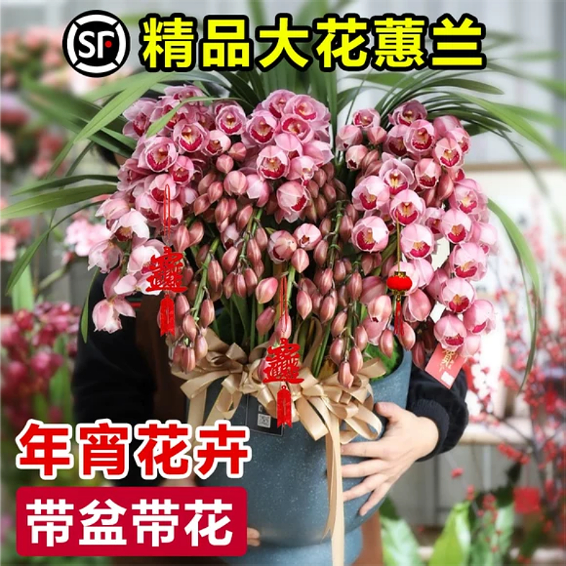 精品大花蕙兰绿植室内盆栽带花苞花剑兰花春节年宵花卉客厅植物