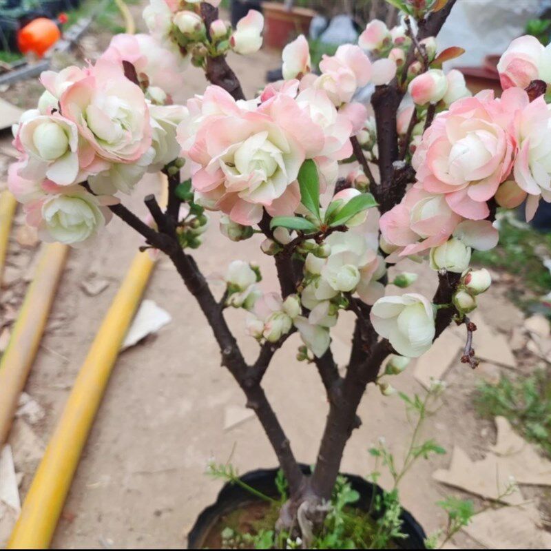 【牡丹彩玉】海棠盆新盆景室寒阳台客厅室外耐内栽品种