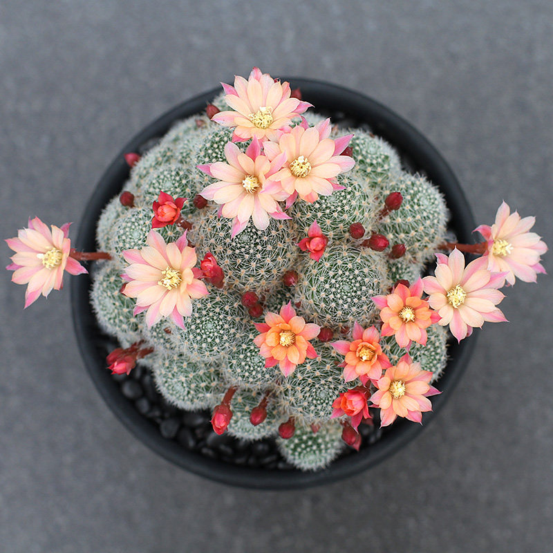 植物员外 粉蝶 金蝶 杏蝶 银蝶丸宝山仙人球多肉组合盆栽沟宝山属