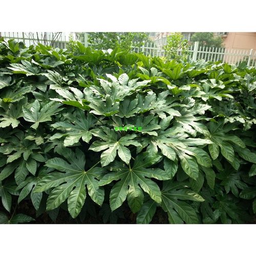 厂促庭院别墅小区园绿化苗木苗八角金盘林树庭耐寒绿化植物花院木