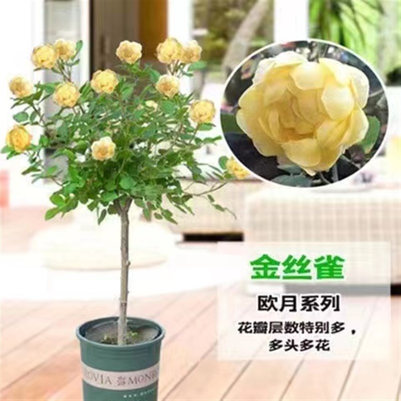 树桩月季花苗特大花庭院植物嫁接四季树状棒棒糖月季树苗盆栽花卉