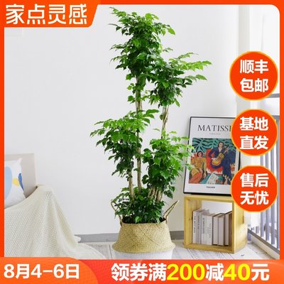 多层高杆绿宝幸福树盆栽植物室内客厅吸甲醛绿植北欧网红大型盆栽