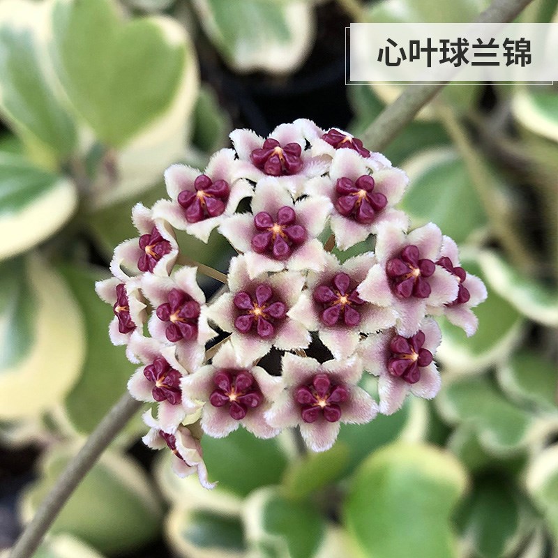 心叶球兰心型叶片爬藤球兰锦攀藤垂吊会开花情人花 心形多肉植物