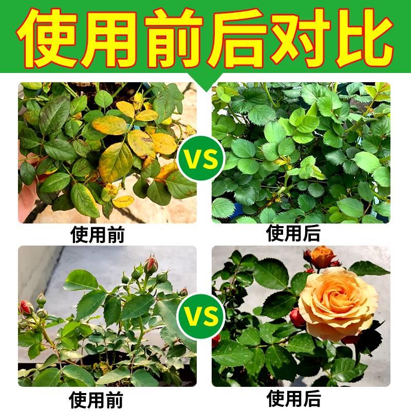 热销月季花病虫害常用药治白粉病黑斑病专用药防蚜虫红蜘蛛花卉杀