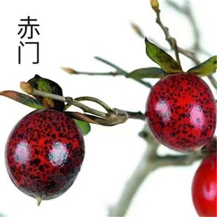 精品老鸦柿梦之雫盆景栽挂带果嫁接枝条老桩原生扦插母桩小树苗熟