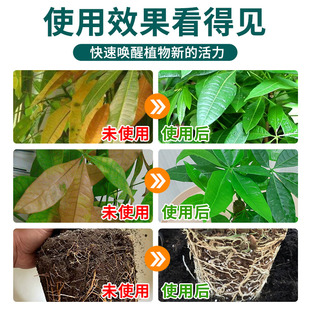 免稀释发财树专用营养液花肥料室内盆栽植物金钱树花卉绿植喷施肥