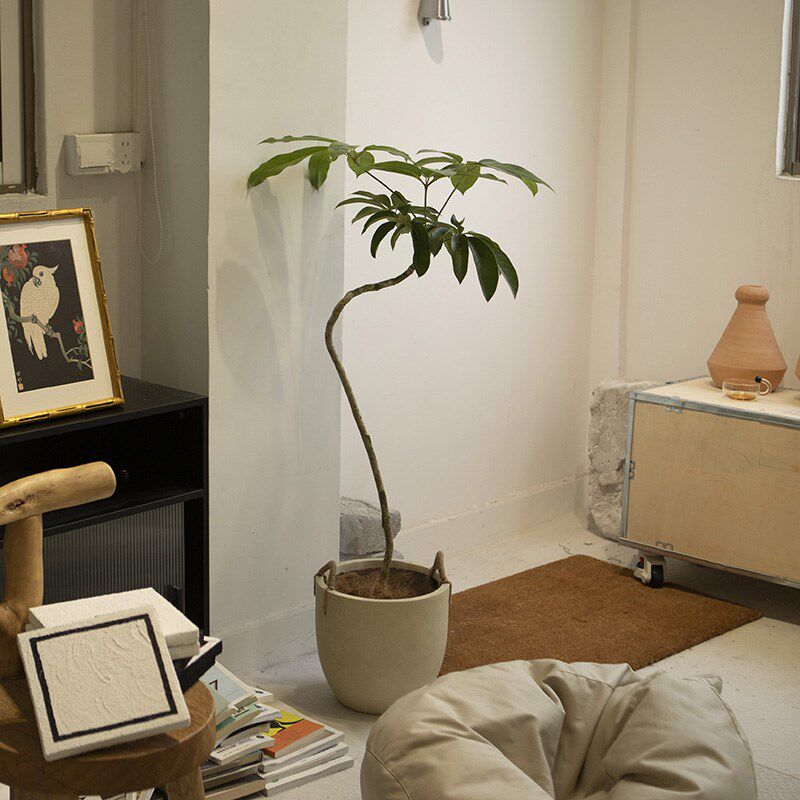 诗与自然阿尔卑斯大叶伞大型绿植落地大盆栽四季常绿小众植物